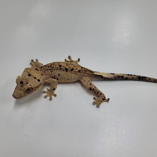 슈퍼달마시안