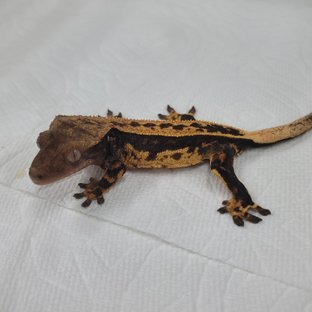 슈퍼스트라이프