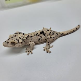 슈퍼달마시안