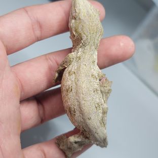 브로쓰