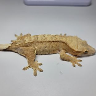크림시클