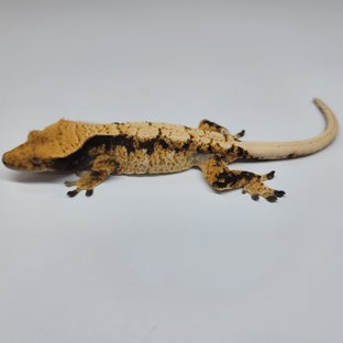 트라이 익스트림할리퀸