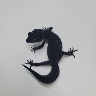 블랙나이트