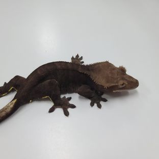 알티 챠콜