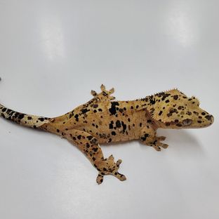 슈퍼달마시안