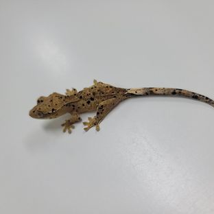 슈퍼달마시안