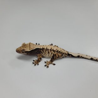 트라이 익스트림할리퀸