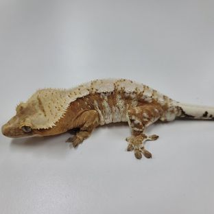 크림시클