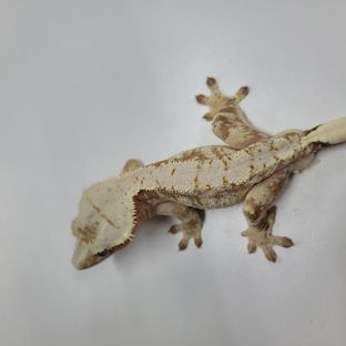크림시클