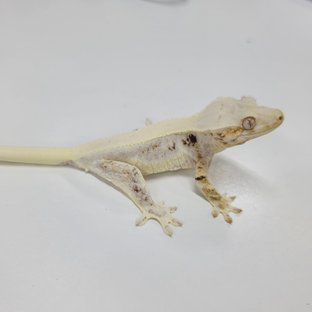 솔리드백 릴리화이트