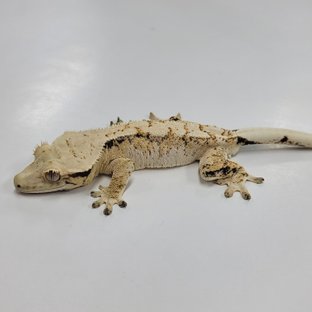 드리피 화이트스팟