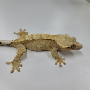 크림시클