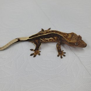 슈퍼스트라이프