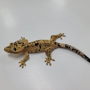 슈퍼달마시안
