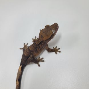 챠콜 할리퀸