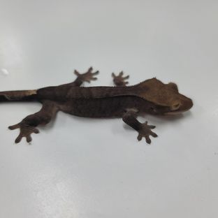 알티 챠콜