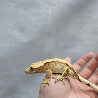 크림시클