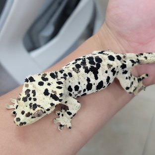 슈퍼달마시안
