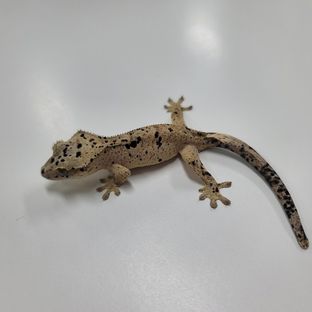 슈퍼달마시안