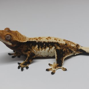 텐저린 트라이 익스트림할리퀸