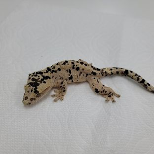 슈퍼달마시안