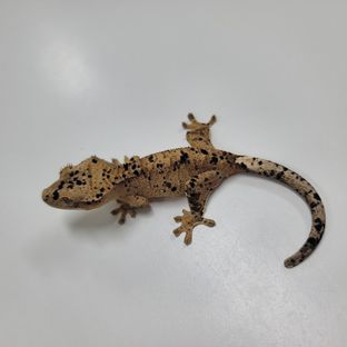 슈퍼달마시안