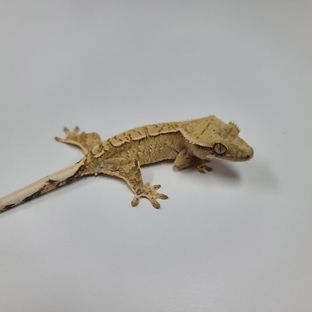 크림시클
