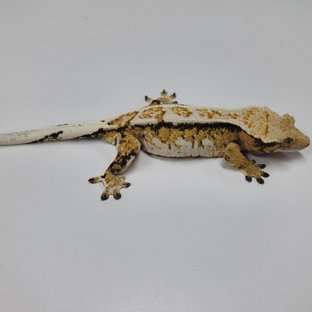 화이트핀 트라이