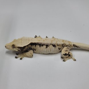 드리피 화이트스팟