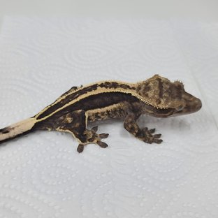 슈퍼스트라이프