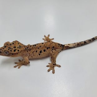 슈퍼달마시안