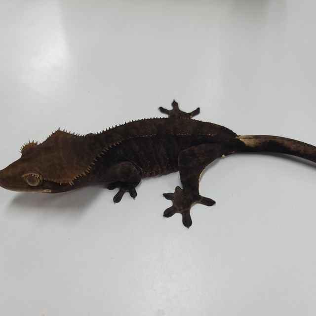 알티 챠콜
