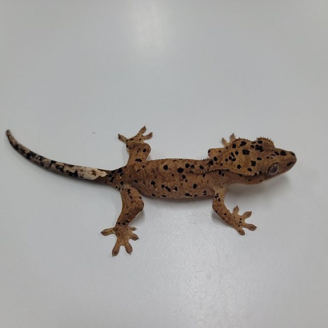 슈퍼달마시안