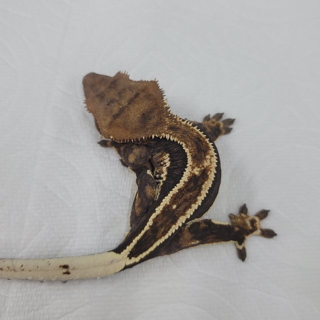 슈퍼스트라이프