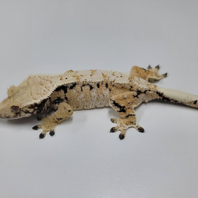 트라이 익스트림할리퀸