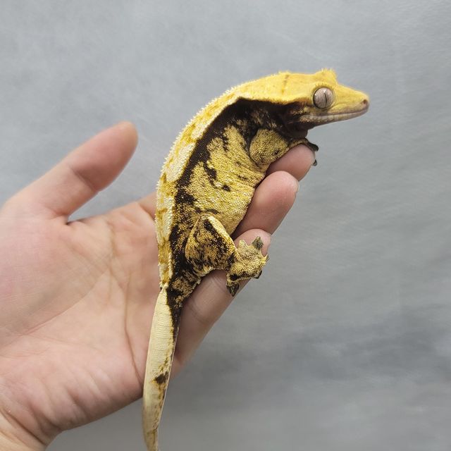 트라이