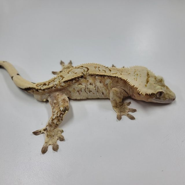 크림시클