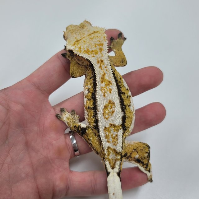 화이트핀 트라이