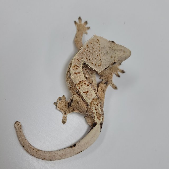 드리피 화이트스팟