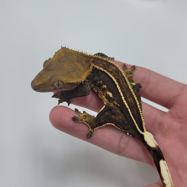 슈퍼스트라이프