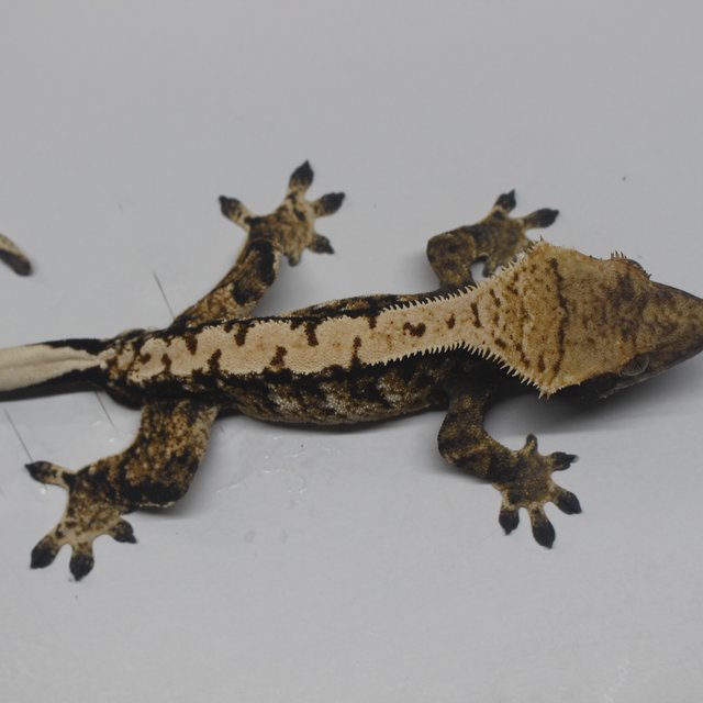 트라이 익스트림할리퀸