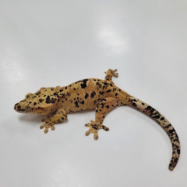 슈퍼달마시안