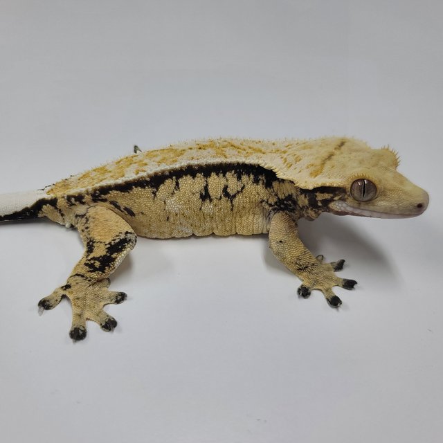 화이트핀 드리피 화이트스팟