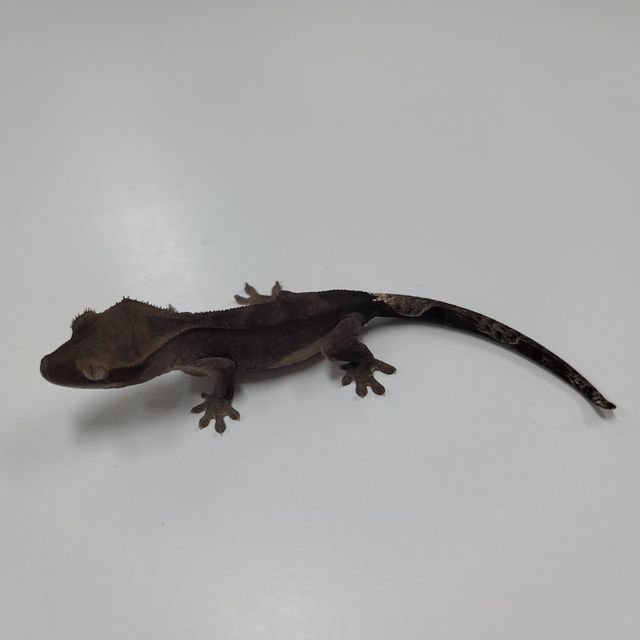 알티 챠콜