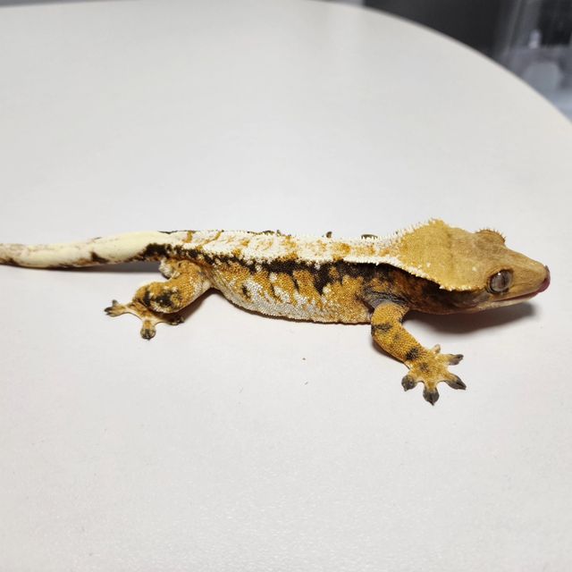 바브