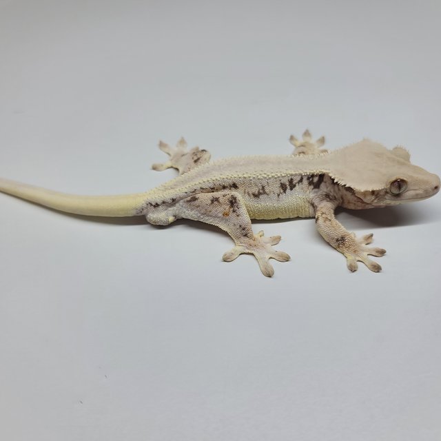 솔리드백 릴리화이트