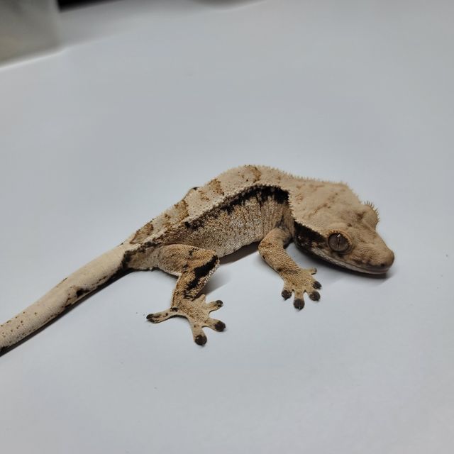 드리피 화이트스팟