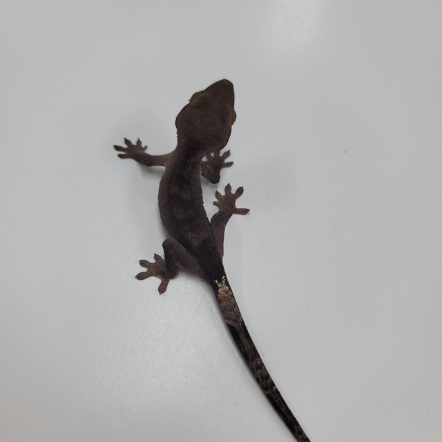 알티 챠콜