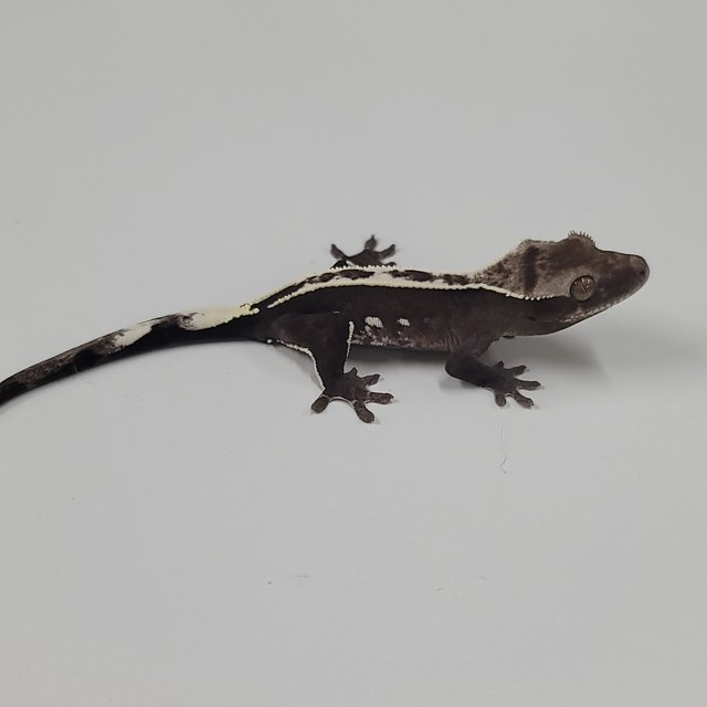 아잔틱 화이트핀 화이트포트홀