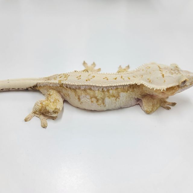크림시클